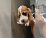 Small Photo #6 Basset Hound Puppy For Sale in BUENA PARK, CA, USA