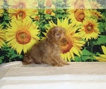 Colt - Male Yorkiepoo mix (+ Poodle Toy) Puppy for Sale - Photo #20