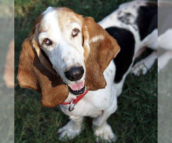 Medium Photo #5 Basset Hound Puppy For Sale in Deepwater, NJ, USA