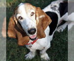 Small #4 Basset Hound