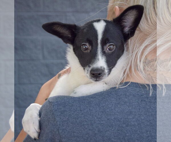 Medium Photo #4 Corillon Puppy For Sale in Huntley, IL, USA