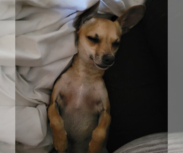 Medium Photo #6 Chihuahua-Unknown Mix Puppy For Sale in Spring, TX, USA