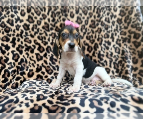 Medium Photo #7 Beagle Puppy For Sale in LAKELAND, FL, USA