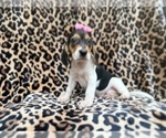 Small #6 Beagle