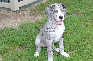 Great Dane Puppy for sale in MILLERSBURG, IN, USA
