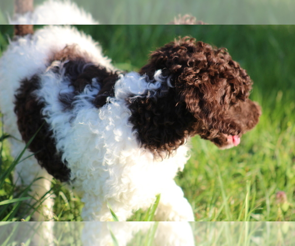 Medium Photo #2 Poodle (Standard) Puppy For Sale in LINDEN, TN, USA