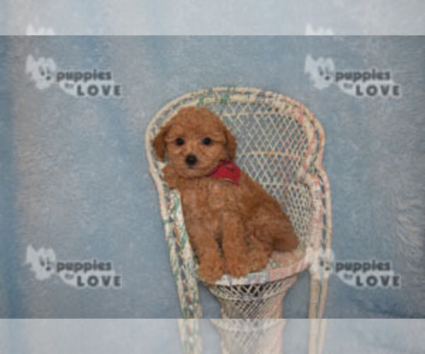 Medium Photo #7 Poodle (Toy) Puppy For Sale in SANGER, TX, USA