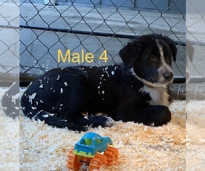 Border-Aussie Puppy for sale in YACOLT, WA, USA