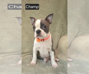 Boston Terrier Puppy for sale in MINERAL WELLS, WV, USA