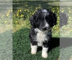 Small Photo #3 Aussiedoodle Miniature  Puppy For Sale in EL CAMPO, TX, USA