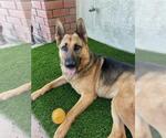 Small #3 German Shepherd Dog