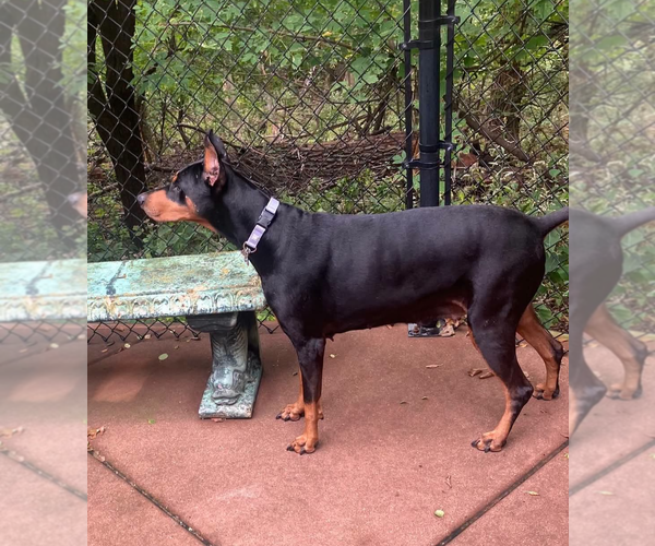 Medium Photo #5 Doberman Pinscher Puppy For Sale in Buffalo, MN, USA