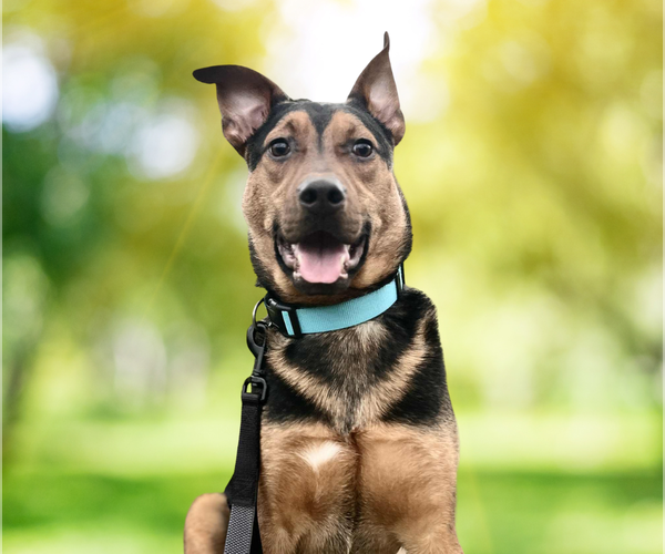 Medium Photo #13 Mutt Puppy For Sale in Crandall, GA, USA