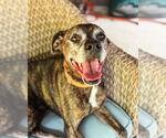Small #3 Boxer Mix