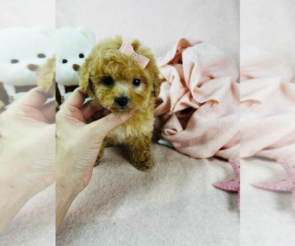 Medium Photo #4 Poodle (Toy) Puppy For Sale in PEMBROKE PINES, FL, USA