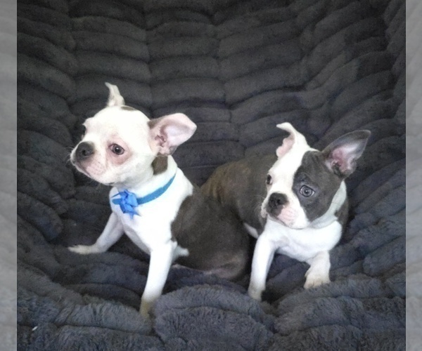 Medium Photo #3 Boston Terrier Puppy For Sale in MINERAL WELLS, WV, USA