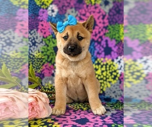 Shiba Inu Puppy for sale in KIRKWOOD, PA, USA