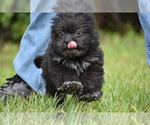 Image preview for Ad Listing. Nickname: Paddy