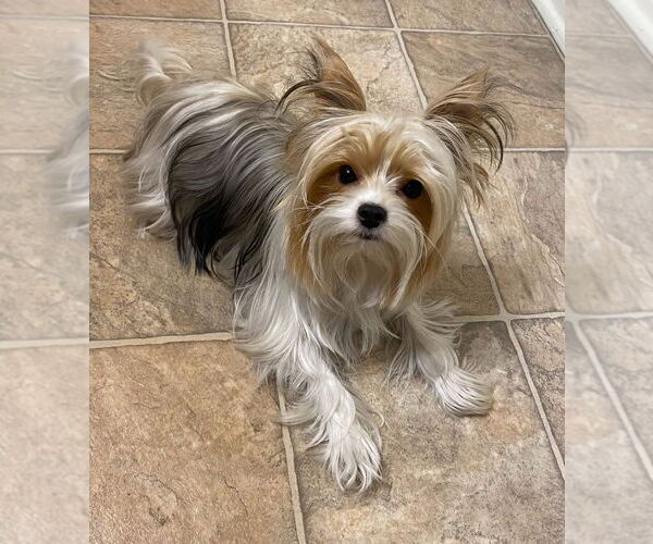 Medium Photo #3 Papillon-Unknown Mix Puppy For Sale in Dana Point, CA, USA