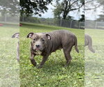 Small #2 Mutt