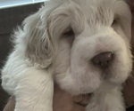 Puppy Snowball Cocker-Pei