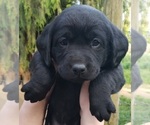 Puppy Black female Labrador Retriever