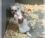 Small Photo #8 Shih Tzu Puppy For Sale in CARROLLTON, GA, USA