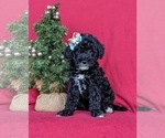 Small Photo #1 Miniature Labradoodle Puppy For Sale in OXFORD, PA, USA
