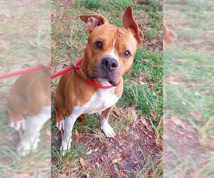 Staffordshire Bull Terrier Dogs for adoption in Fort Lauderdale, FL, USA