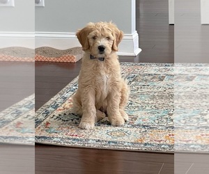 Goldendoodle Puppy for sale in RICHMOND HILL, GA, USA