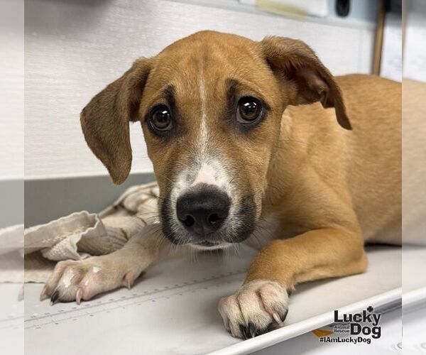 Medium Photo #1 Labrador Retriever-Unknown Mix Puppy For Sale in Washington, DC, USA