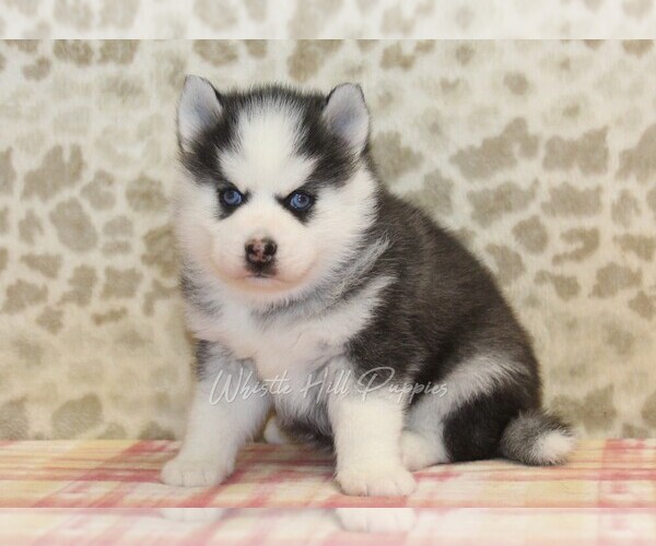 Medium Photo #4 Pomsky Puppy For Sale in DENVER, PA, USA