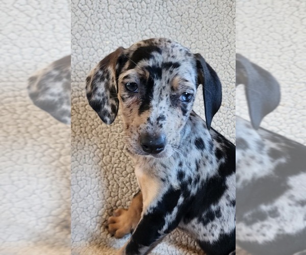 Full screen Photo #12 Catahoula Leopard Dog Puppy For Sale in CUMBY, TX, USA