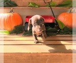 Small Photo #3 Dachshund Puppy For Sale in SANTA CLARITA, CA, USA