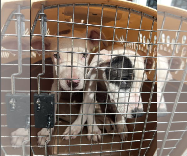 Medium Photo #17 Mutt Puppy For Sale in Rockville, MD, USA