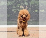 Small #4 Poodle (Miniature)