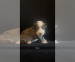 Puppy Drake Bernedoodle (Miniature)