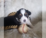 Small #29 Australian Shepherd