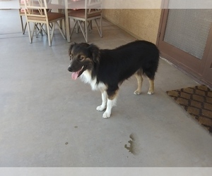Father of the Australian Shepherd puppies born on 12/18/2024