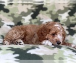 Small Photo #23 Cocker Spaniel-Poodle (Miniature) Mix Puppy For Sale in LAKELAND, FL, USA