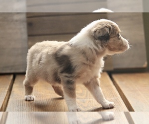 Miniature Australian Shepherd Puppy for sale in MENIFEE, CA, USA