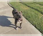 Small #1 American Staffordshire Terrier Mix
