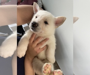 German Shepherd Dog-Siberian Husky Mix Puppy for sale in RICHMOND, VA, USA