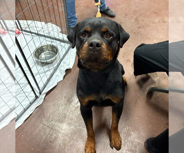 Medium Photo #2 Rottweiler Puppy For Sale in Gilbert, AZ, USA