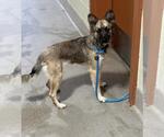 Small Mutt