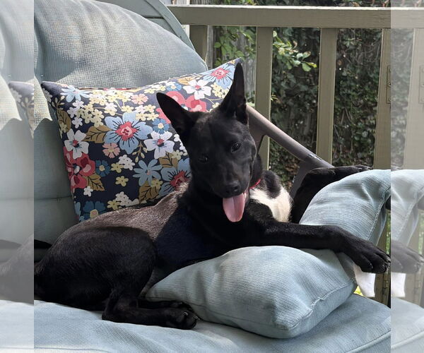 Medium Photo #1 Chihuahua-Unknown Mix Puppy For Sale in Woodbury, NY, USA