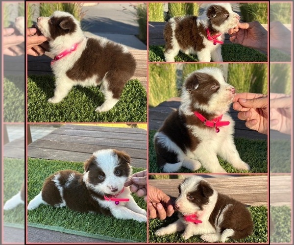 Medium Photo #1 Border Collie Puppy For Sale in NEWPORT BEACH, CA, USA