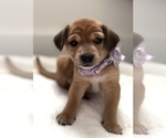 Puppy Prima Donna Beagle-Shiba Inu Mix