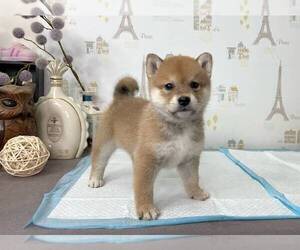 Shiba Inu Puppy for sale in SAN DIEGO, CA, USA