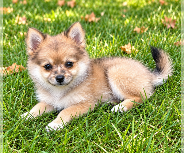 Medium Photo #4 Chiranian Puppy For Sale in FAIR HAVEN, MI, USA